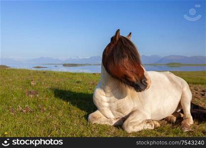 Two Icelandic Horse Resting in a Field in Northern Iceland