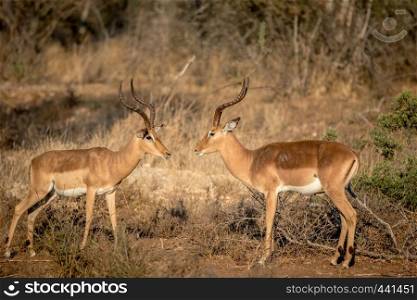 Two Impala rams facing each other in the Kruger National Park, South Africa.