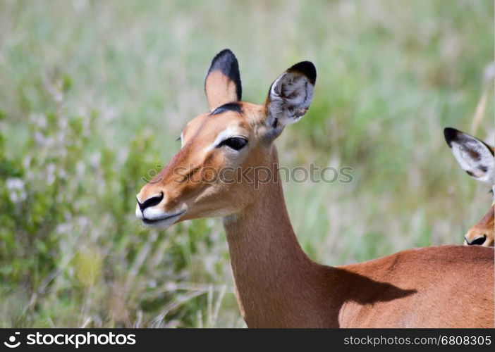 Two Impalas with defenses in the savanna. Two Impalas with defenses in the savannah of East Tsavo Park in Kenya