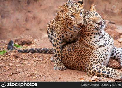 Two Indochinese leopard grooming and playing on dirt ground, blue eyes looking at camera.