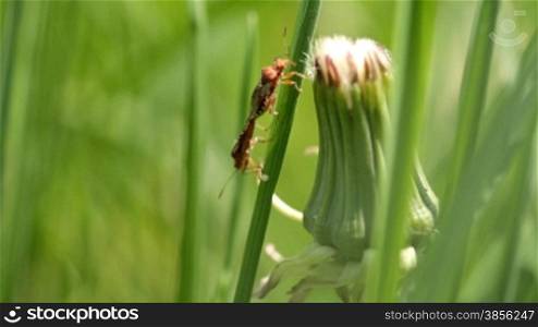 two insects mating on a blade of grass