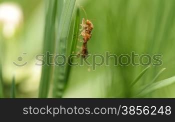 two insects mating on a blade of grass