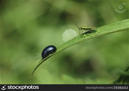Two insects on blade of grass, close-up