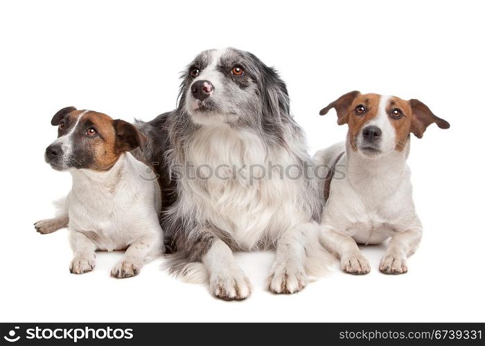 Two Jack Russel Terrier dogs and a Border collie. Two Jack Russel Terrier dogs and a Border collie in front of a white background