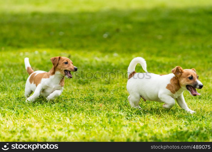 Two Jack Russell terriers playing. Two wonderful jack russell puppies