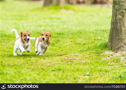 Two Jack Russell terriers playing. Two wonderful jack russell puppies