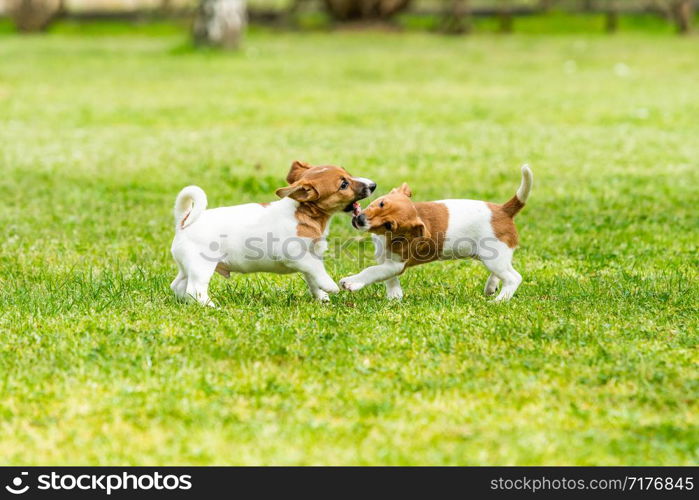 Two Jack Russell terriers playing. Two wonderful jack russell puppies