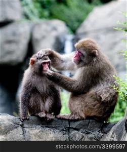 Two Japanese snow monkeys sitting on rock formation grooming, while one holds the others head and trying to put something in his mouth