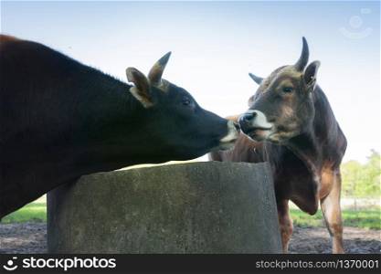 two jersey bulls sniff close together near watering well under blue sky