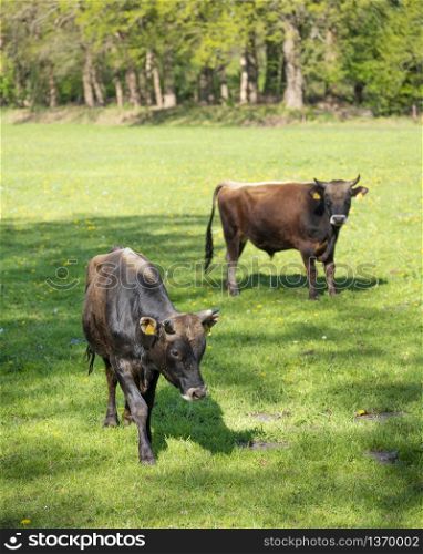 two jersey bulls stand in sunny green grassy spring meadow with yellow flowers