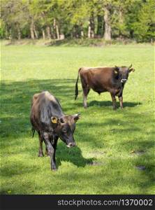 two jersey bulls stand in sunny green grassy spring meadow with yellow flowers