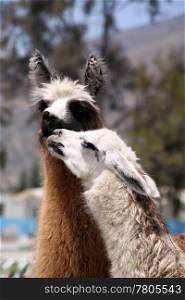 Two kissing llamas white and brown