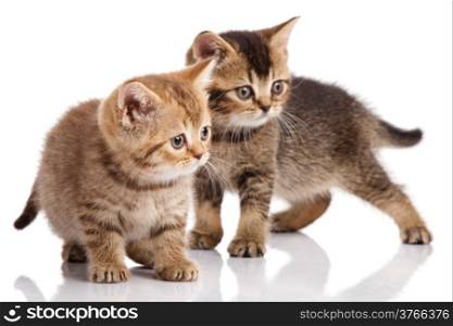 Two kitten on a white background