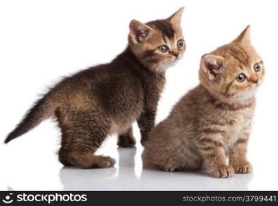Two kitten on a white background