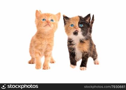 Two kittens, a calico and an orange tabby kitten, together on a white background