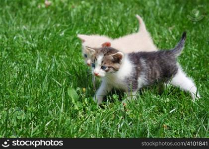 Two kittens with blue eyes walking through grass.