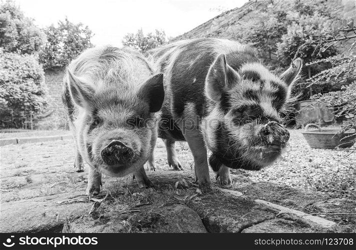 Two kunekune pigs