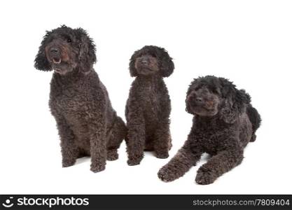two labradoodle and one poodle dog. two labradoodle and one poodle dog in front of white