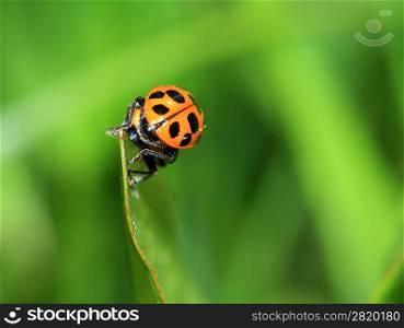 two ladybug on green sheet