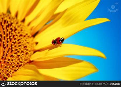 two ladybugs on sunflower&rsquo;s petal. nature