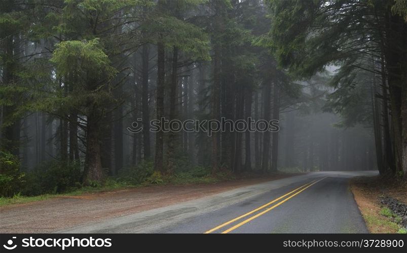 Two Lane Road Through the Woods Fog Gathering