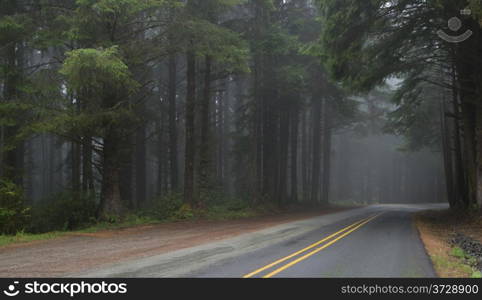 Two Lane Road Through the Woods Fog Gathering