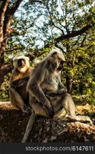 Two langur monkeys in the forest