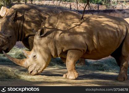 Two large adult rhinos with large horns eating dry hay