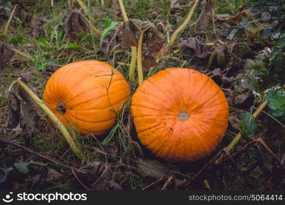 Two large pumpkins in orange color in autumn