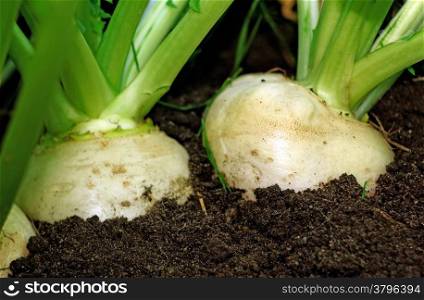 Two large white turnips on a bed in the ground very close up