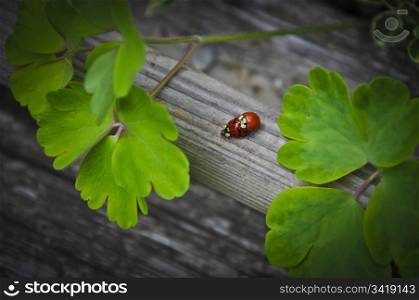 Two laydybugs mating on a piece of wood.