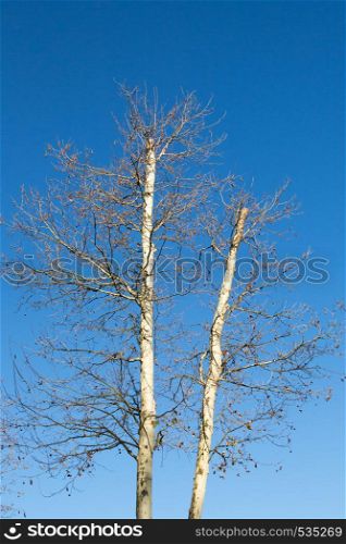 Two leafless trees in blue sky in autumn