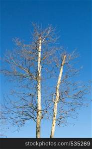 Two leafless trees in blue sky in autumn