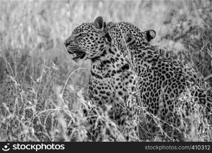 Two Leopards bonding in black and white in the Kruger National Park, South Africa.