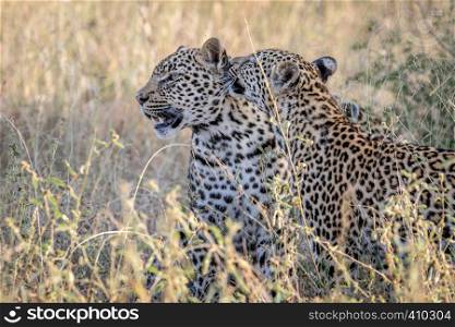 Two Leopards bonding in the Kruger National Park, South Africa.