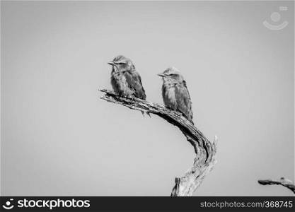 Two Lilac-breasted rollers sitting on a branch in black and white in the Chobe National Park, Botswana.