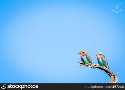 Two Lilac-breasted rollers sitting on a branch in the Chobe National Park, Botswana.