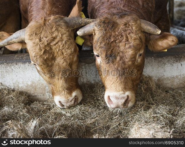 two limousin bulls feed inside open barn on organic farm in the netherlands near utrecht