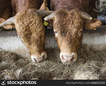 two limousin bulls feed inside open barn on organic farm in the netherlands near utrecht