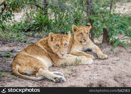 Two Lion cubs laying in the sand in the Kruger National Park, South Africa.