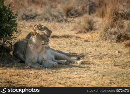 Two Lionesses laying under a bush in the Welgevonden game reserve, South Africa.