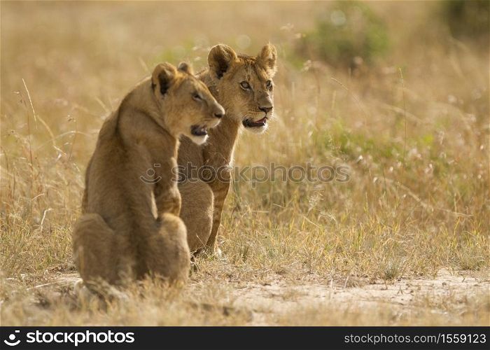 Two lionesses sitting on a field covered with grass in the middle of the jungle. Lionesses sitting on a field covered with grass in the middle of the jungle