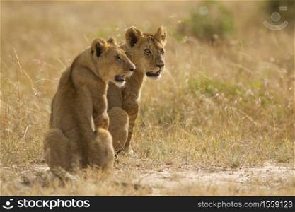 Two lionesses sitting on a field covered with grass in the middle of the jungle. Lionesses sitting on a field covered with grass in the middle of the jungle
