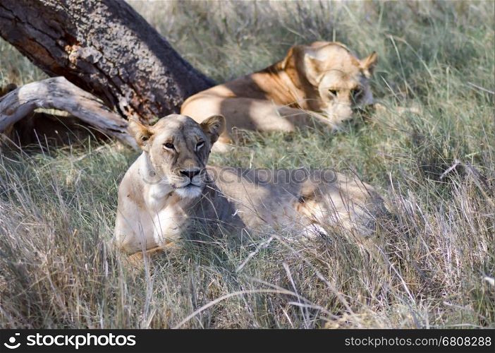 Two lionesses sleeping . Two lionesses sleeping under a tree in West Tsavo Park in Kenya