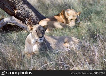 Two lionesses sleeping . Two lionesses sleeping under a tree in West Tsavo Park in Kenya