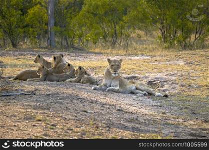 Two lionesses with four cubs laying down resting
