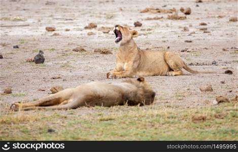 Two lions are lying, one of them give a yawn