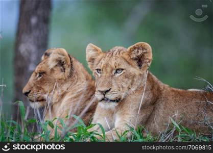 Two Lions cubs laying in the grass