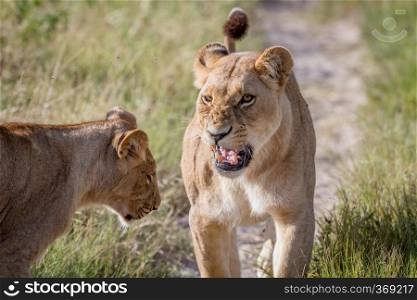 Two Lions having a little argument in the Chobe National Park, Botswana.