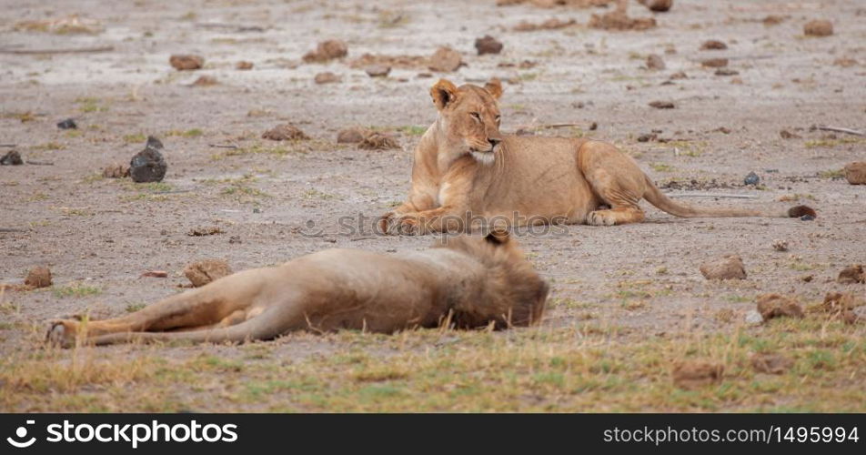 Two lions in the savannah of Kenya, safari